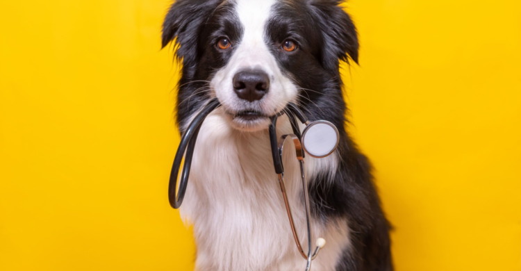 FAQ zur Hundekrankenversicherung
