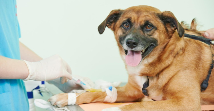 Hundekrankenversicherung mit Sofortschutz