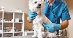 Hundekrankenversicherung vs. Hunde-OP-Versicherung