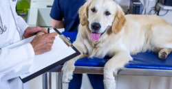 Welche Leistungen deckt eine Hundekrankenversicherung