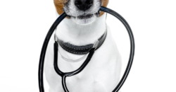 Welche Leistungen deckt eine Hundekrankenversicherung